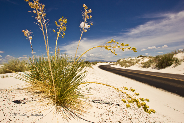 Yuccas on the Roadside - White Sands National Monument, New Mexico - August 2012. Photo: Karen Seargeant