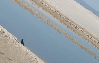 Crow at White Sands New Mexico