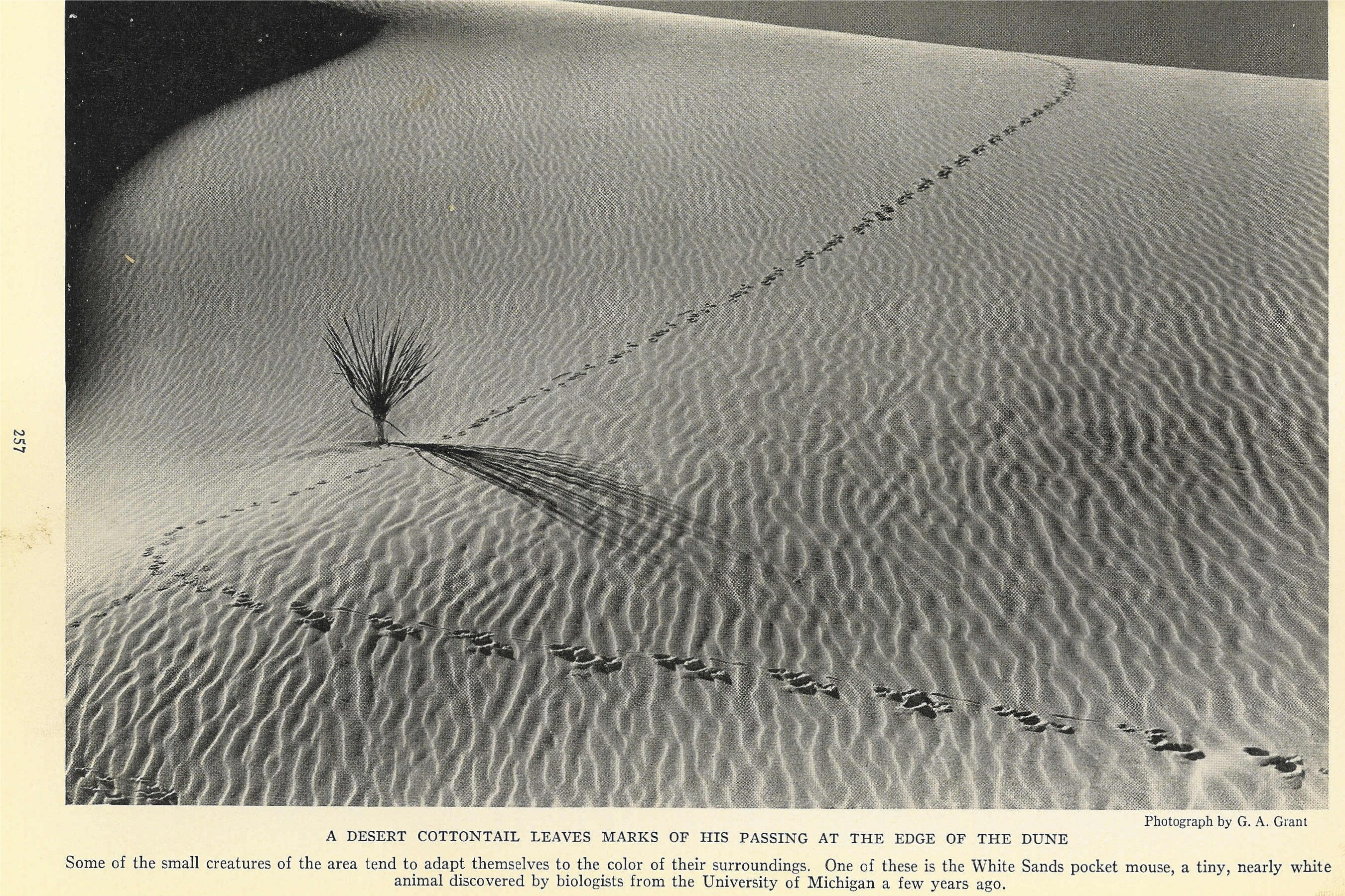 The White Sands of Alamogordo - National Geographic, August 1935