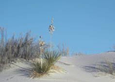 Photo of Yuccas at White Sands National Monument USA